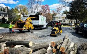 How Our Tree Care Process Works  in  Golden Glades, FL