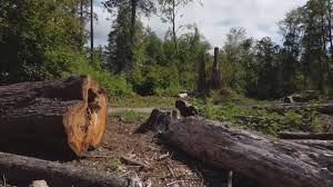 Best Tree Disease Treatment  in Golden Glades, FL