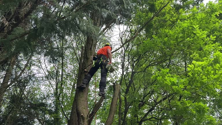 Best Fruit Tree Pruning  in Golden Glades, FL
