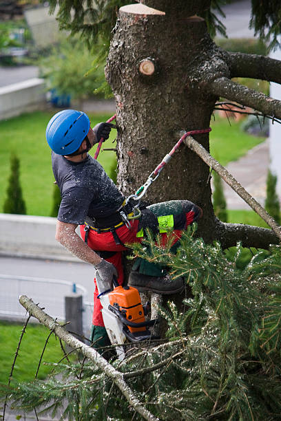 Best Utility Line Clearance  in Golden Glades, FL