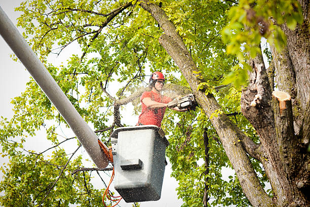 Best Arborist Consultation Services  in Golden Glades, FL