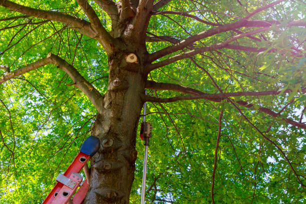 Trusted Golden Glades, FL Tree Services Experts